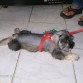 DESPUES DEL CORTE DE PELO EN LA VETERINARIA